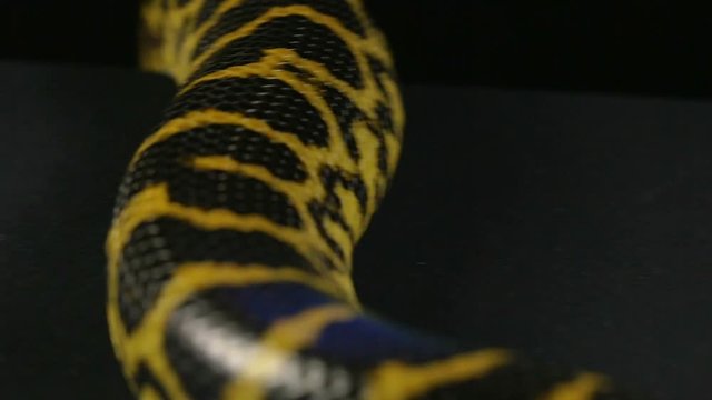 Crawling anaconda on black background