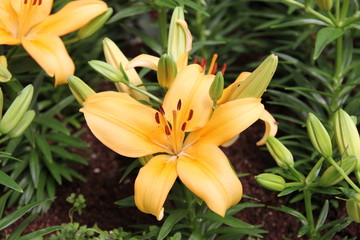 Obraz premium yellow lily