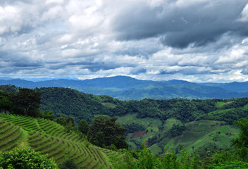 Fototapeta na wymiar Tea plantation in northern Thailand