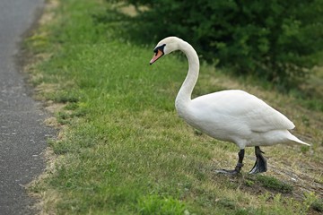 White mute swan with orange beak and long neck walking on green grass, grey pavement, bird ring
