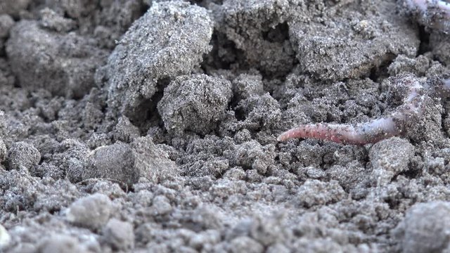 Earthworm crawls over the ground in the nature