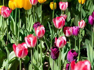 Photo of tulips in the sun