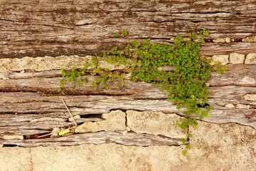 beuatiful plant grow up on cracked stone.