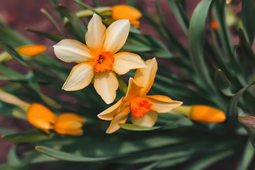 Young daffodils in spring. natural background