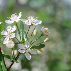 Flower of cherry wood.