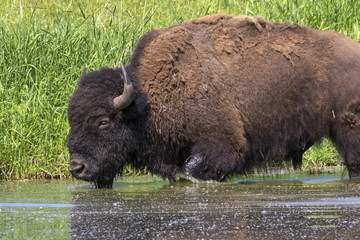 American bison (Bison bison) bathing in a lake during hot summer day, Iowa, USA.