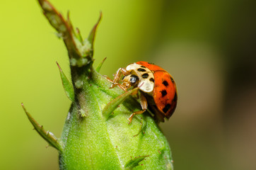 wonderful and colorful world of insects