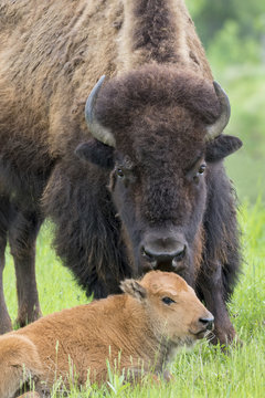 Female American bison (Bison bison) with a calf, Neal Smith National Wildlife Reserve, Iowa, USA.