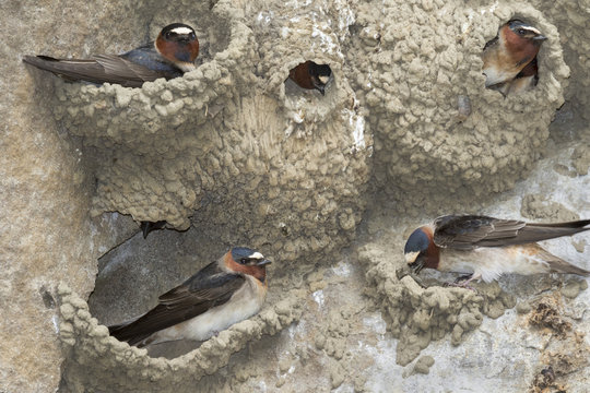 A colony of American cliff swallows (Petrochelidon pyrrhonota) building nests, Iowa, USA