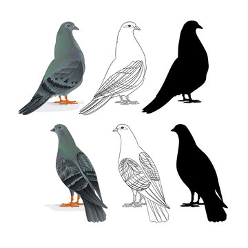Carriers pigeons domestic breeds sports birds natural and outline and silhouette vintage  set one vector  animals illustration for design editable hand draw