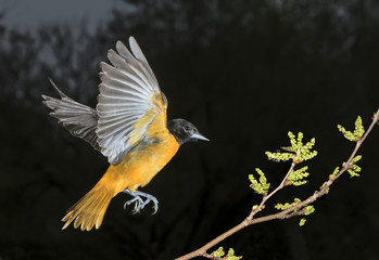 Male Baltimore oriole (Icterus galbula) landing on a tree branch, Iowa, USA