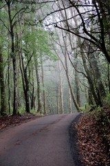 Fototapeta premium walking trail