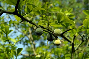 green unripe citrus at the tree