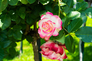 Edelrose