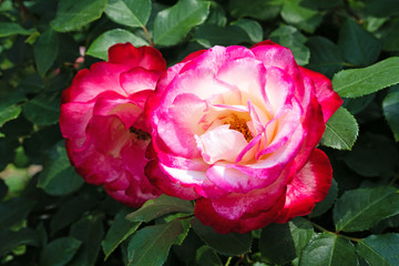 Edelrose