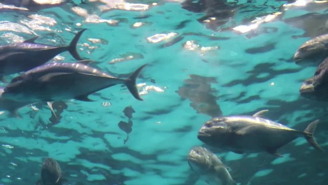 Underwater tuna known as bluefin tuna, bluefin tuna