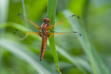 libellula sopra una foglia