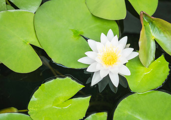 Closeup beautiful white lotus flower in pond background