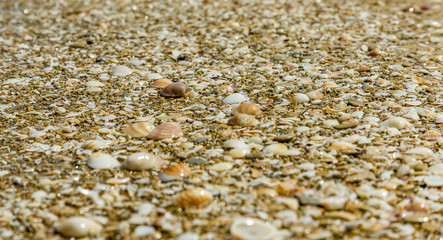 Sea shore sand shells.
