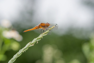 libellula sopra una pianta
