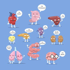 Internal organs set.