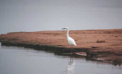 Bird standing on the shore of the lake