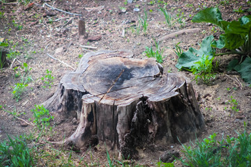 An empty tree trunk, a felled tree, a stump in the forest.