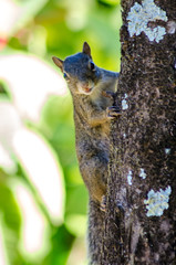 Beauties of our rich Brazilian fauna