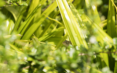 Obraz premium Red chameleon staring forward on concrete slab