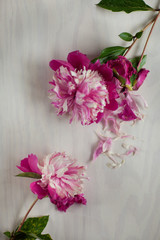 Beautiful pink, rose peonies on wood plate, can be used as background