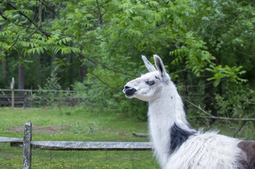 Obraz premium Llama and fence