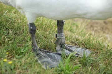 Prague, Czech Republic / Europe - May 28 2018: White mute swan standing on green grass with bird ring on grey leg, ringed by ornithologist from National Museum Praha