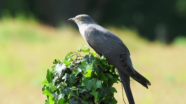 Cuckoo ( Cuculus canorus ) sitting on a post