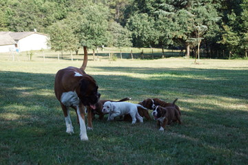 Chiot Boxer avec sa maman