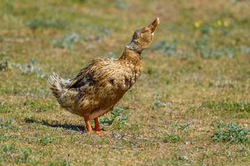 the duck raised her head