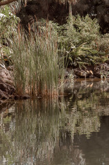 Obraz premium bulrush on the pond