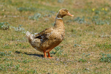 portrait of a domestic duck