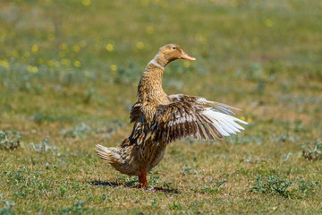 duck waving its wings
