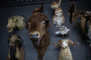 Mounted Taxidermy Heads with Antelope, Buffalo, Rams