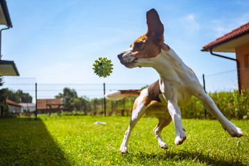 Fototapeta na wymiar Dog Beagle having fun running and jumping with a ball in a garden