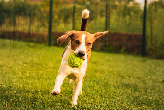 Dog Beagle having fun running and jumping with a ball in a garden