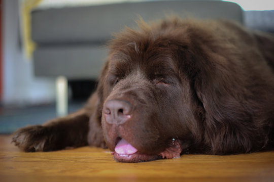 Brown Newfoundland Pet Dog Lying on a Hardwood Floor