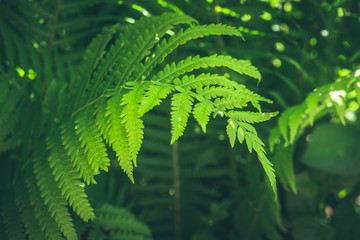 Natural leafs of fern with sunlight in tropical forest. Closeup. Nature background.