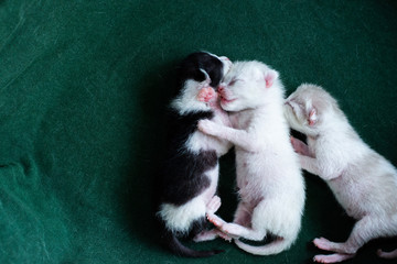 Three kittens are sleeping in a box.