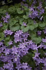 Campanula portenschlagiana