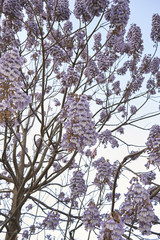 Paulownia tomentosa