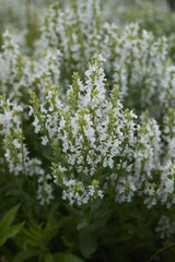 Obraz premium Salvia nemorosa