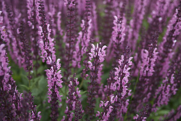 Fototapeta premium Salvia nemorosa