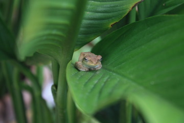 Frog on green leaf
