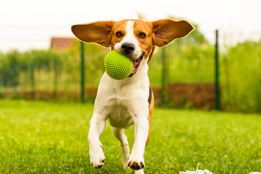 Dog Beagle having fun running and jumping with a ball in a garden